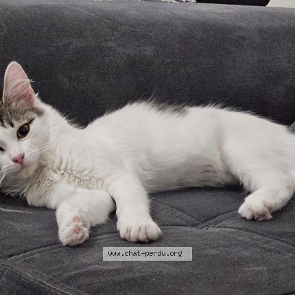 Photo de chat perdu à Roubaix