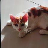 Photo de chat perdu à Pont Audemer