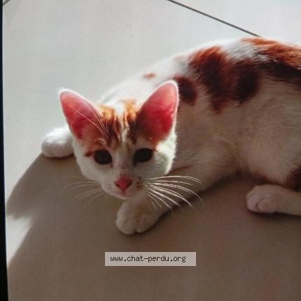 Photo 1/1 Tigrou Chat perdu à Pont audemer