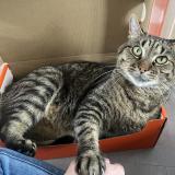 Photo de chat perdu à Dijon