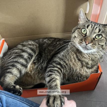 Photo 1/1 Chat retrouvé Perdu à Dijon