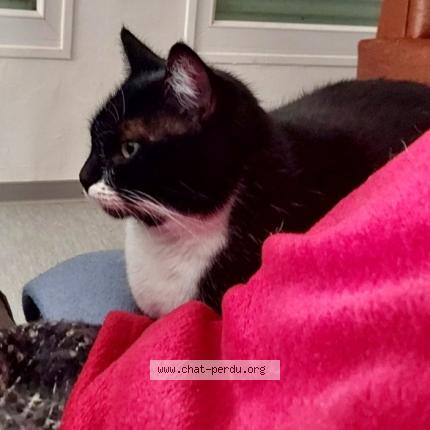 Photo 1/1 Yin yang Chat perdu à Ecommoy