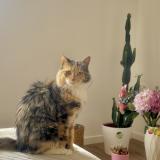 Photo de chat perdu à Souchez