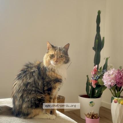 Photo 1/1 Bibi Chat perdu à Souchez