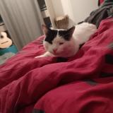 Photo de chat perdu à Force