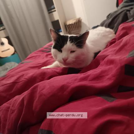 Photo 1/1 poulain laurence Chat perdu à Force