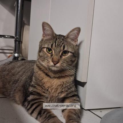 Photo 1/1 Armin Chat perdu à Apt