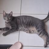 Photo de chat perdu à Briollay