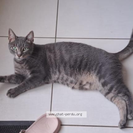 Photo 1/1 Shocky Chat perdu à Briollay