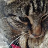 Photo de chat perdu à Saint Fraimbault