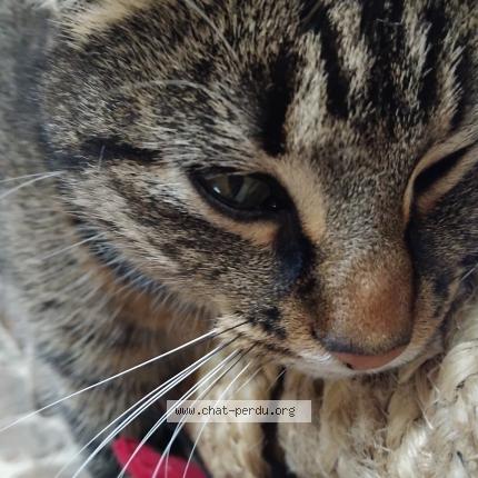 Photo 1/1 Chipette Chat perdu à Saint fraimbault