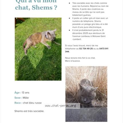 Photo 1/1 Shems Chat perdu à Woluwe St Lambert