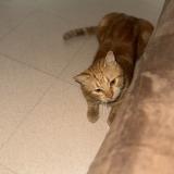 Photo de chat perdu à Venissieux