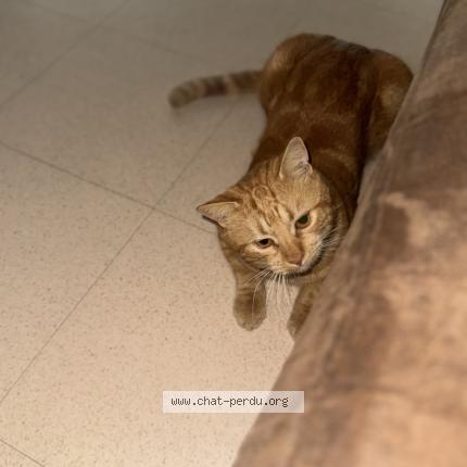 Photo de chat perdu à Venissieux