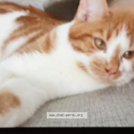 Photo 1/1 Chat retrouvé Perdu à Santes