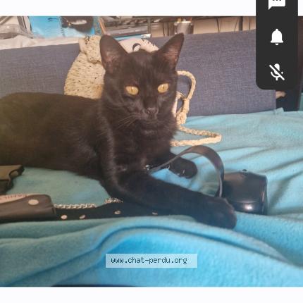 Photo 1/1 Tyson Chat perdu à Montpellier