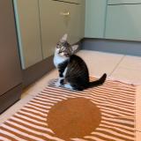 Photo de chat perdu à Angers