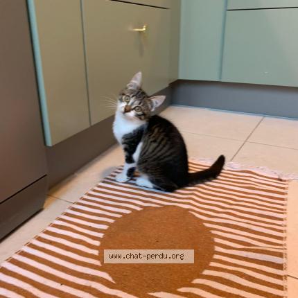 Photo 1/1 Plume Chat perdu à Angers