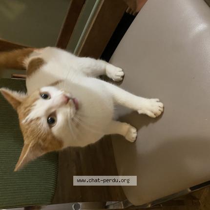 Photo 1/1 Chat retrouvé Trouvé à Le parc