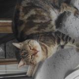 Photo de chat perdu à Froges