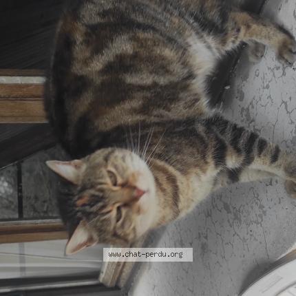 Photo 1/1 Association Chats Libres CHAGRIS Chat perdu à Froges