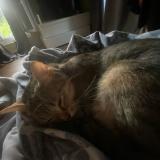 Photo de chat perdu à Mouroux