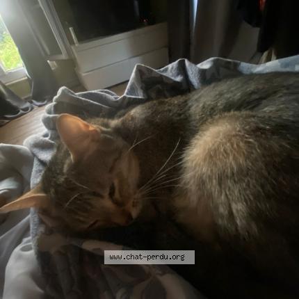Photo 1/1 Isis Chat perdu à Mouroux