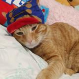 Photo de chat perdu à Tyler