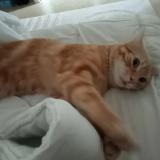 Photo de chat perdu à Yermenonville