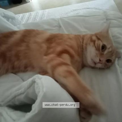 Photo 1/1 Roucky Chat perdu à Yermenonville