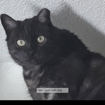 Photo 1/1 Elvis Chat perdu à Mesa