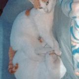 Photo de chat perdu à Hirson