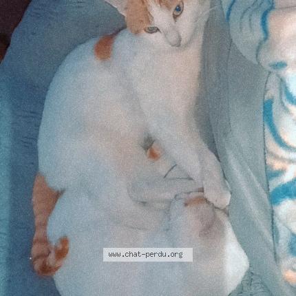 Photo 1/1 Rom&eacute;o Chat perdu à Hirson