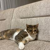 Photo de chat perdu à Leernes