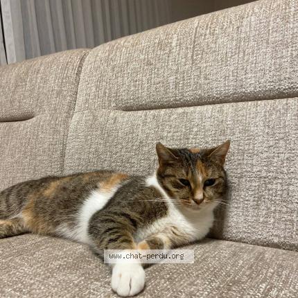 Photo 1/1 Chilli Chat perdu à Leernes
