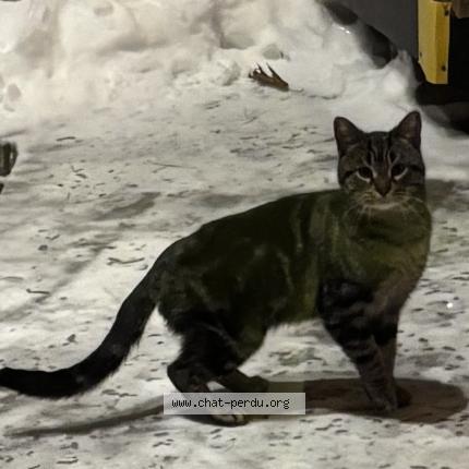 Photo 1/1 Chat trouvé Trouvé à Blainville