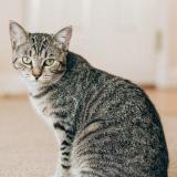 Photo de chat perdu à Wethersfield