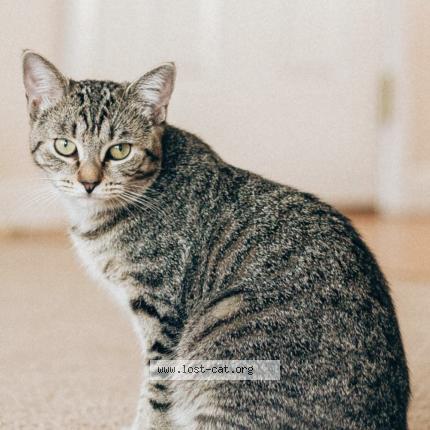 Photo 1/1 Caramel Chat perdu à Wethersfield