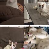 Photo de chat perdu à Vallauris