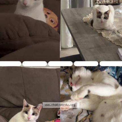 Photo 1/1 Winnie Chat perdu à Vallauris