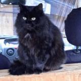 Photo de chat perdu à Orgedeuil