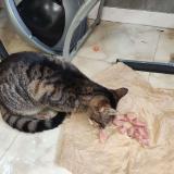 Photo de chat perdu à Le Chambon Feugerolles