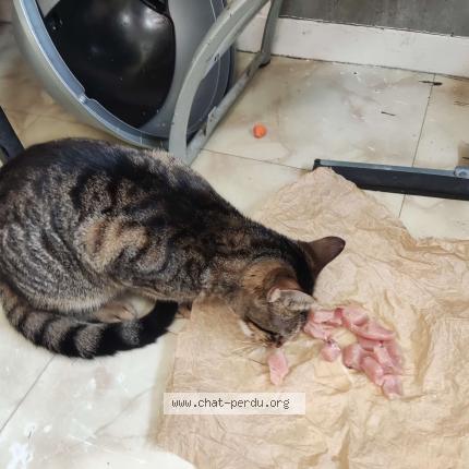 Photo 1/1 Lili Chat perdu à Le chambon feugerolles