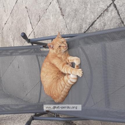 Photo 1/1 COOKIE Chat perdu à Royan