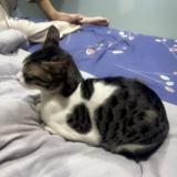 Photo de chat perdu à Jhansi