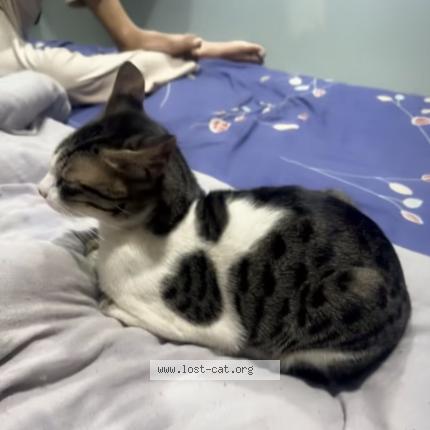 Photo 1/1 Babu Chat perdu à Jhansi