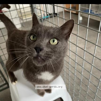 Photo 1/1 Chat retrouvé Perdu à Le relecq kerhuon