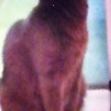 Photo de chat perdu à Marseille