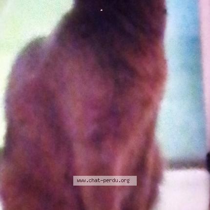 Photo 1/1 Pimpi Chat perdu à Marseille