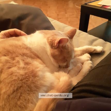 Photo 1/1 Chat retrouvé Perdu à Castelnau de mandailles